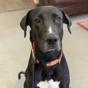 Issue: Murphy, a 2 year-old mix breed, was extremely dog reactive. She would growl, lunge, and bark when she saw other dogs, and pull excessively on leash.