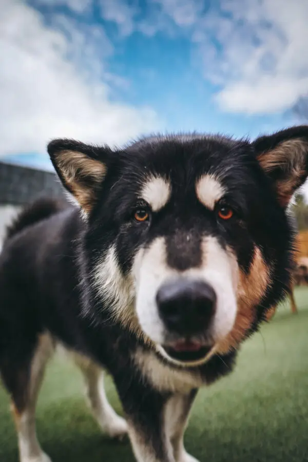 Doggy Daycare