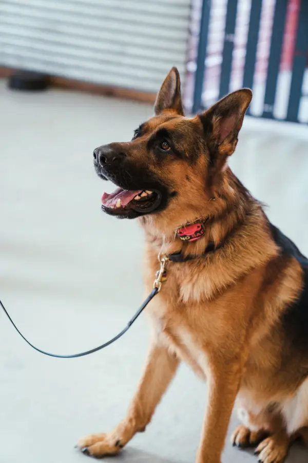 Board & Train - training dog