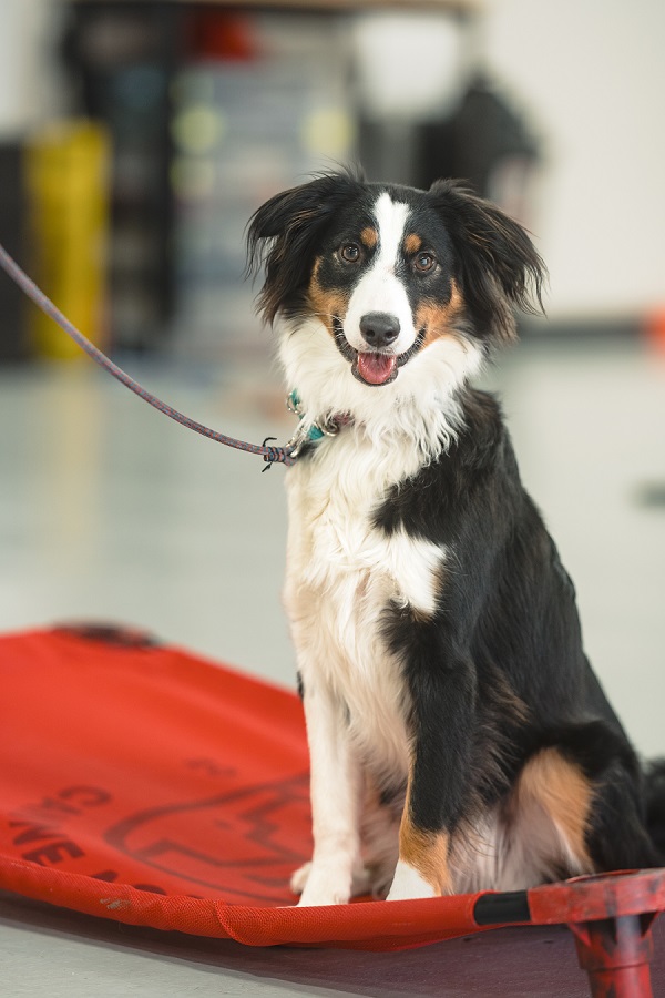 Stop Leash Reactivity