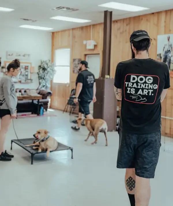 Expert Dog Obedience Training in Clifton Park NY