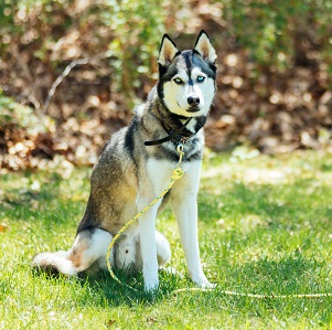 Siberian Husky: Whistle - Board & Train