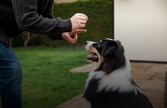 Mastering Dog Recall: Teach This Life-Saving Command Today