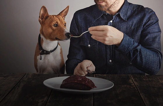 Mastering Dog Recall: Teach This Life-Saving Command Today