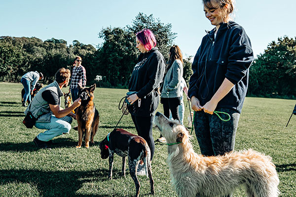 Private & Group Dog Training Packages