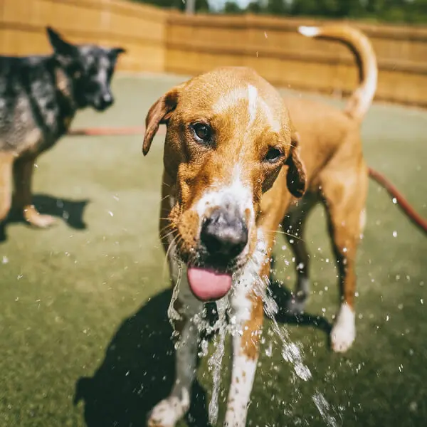 Doggy Daycare