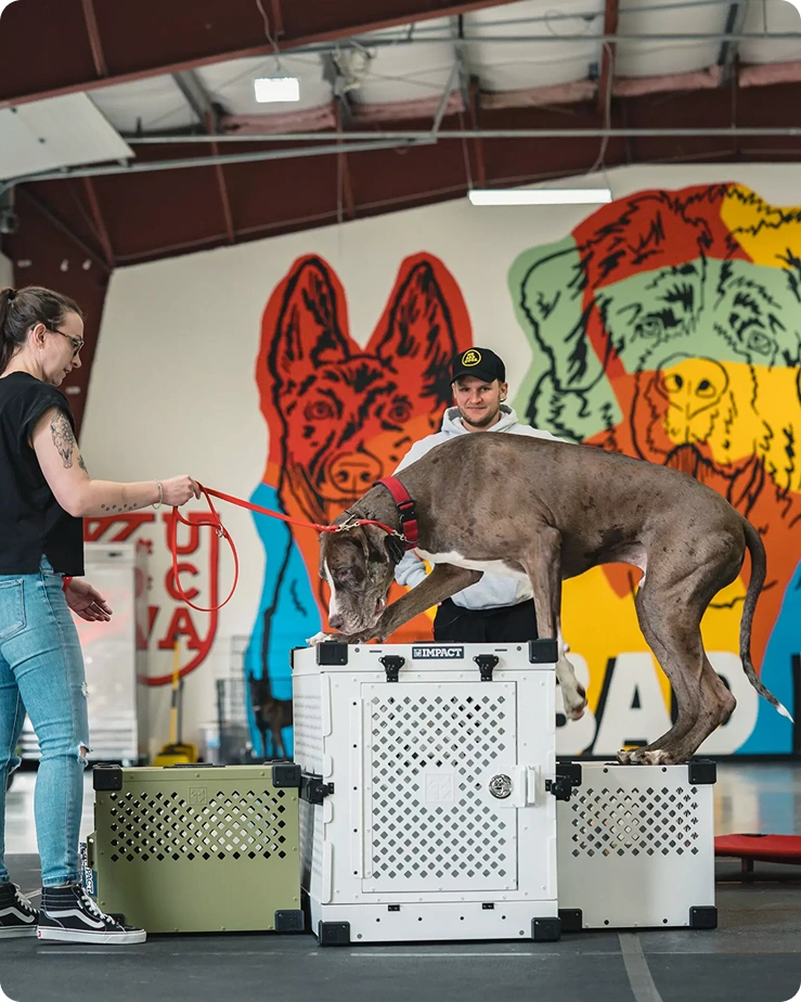 Hands-On Private Dog Training with Tom Davis