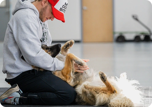 Puppy Training Packages