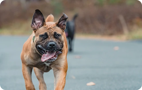 Dog Obedience
