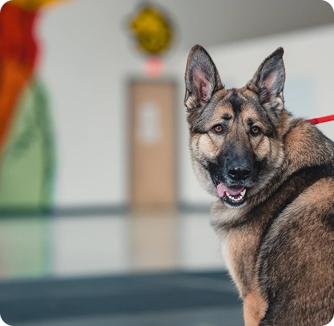 Doggy Boot Camp