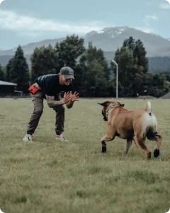 Dog Training