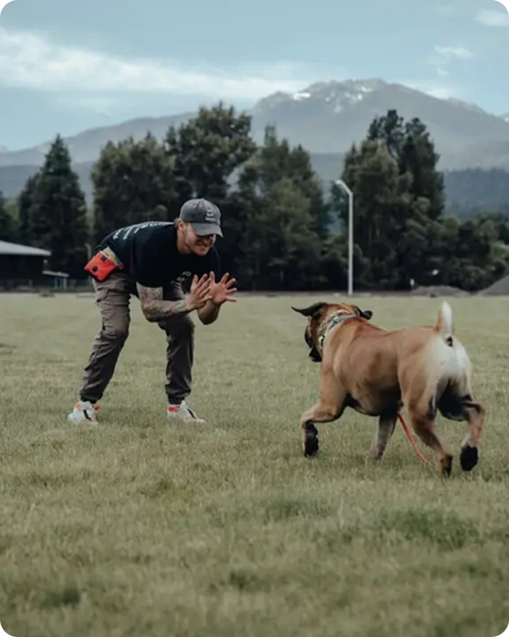 Dog Training