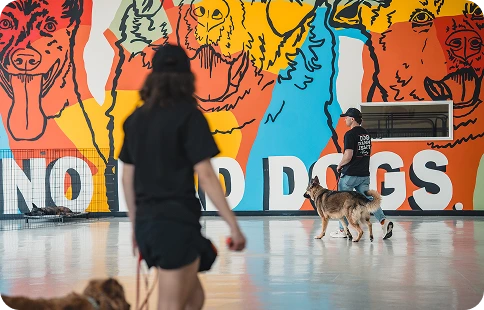 Expert Dog Daycare