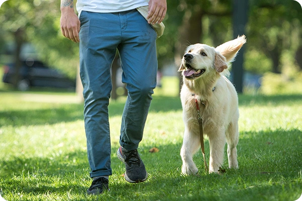 Puppy Training Off-Leash