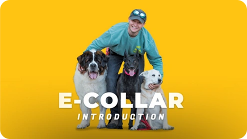 Ecollar Introduction