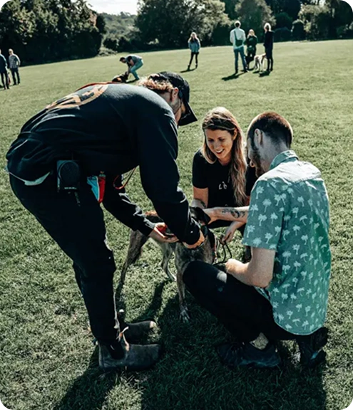 What Dog Training Packages are Right for You?
